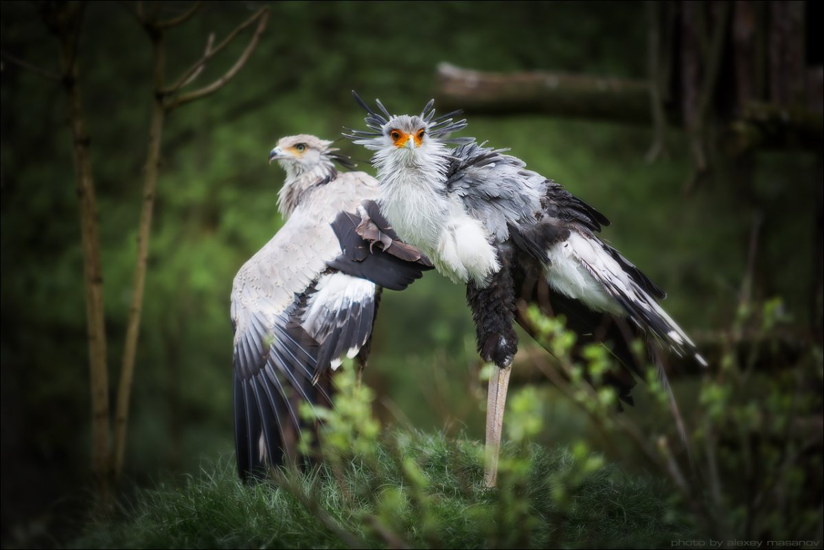 Птица секретарь красивые фото