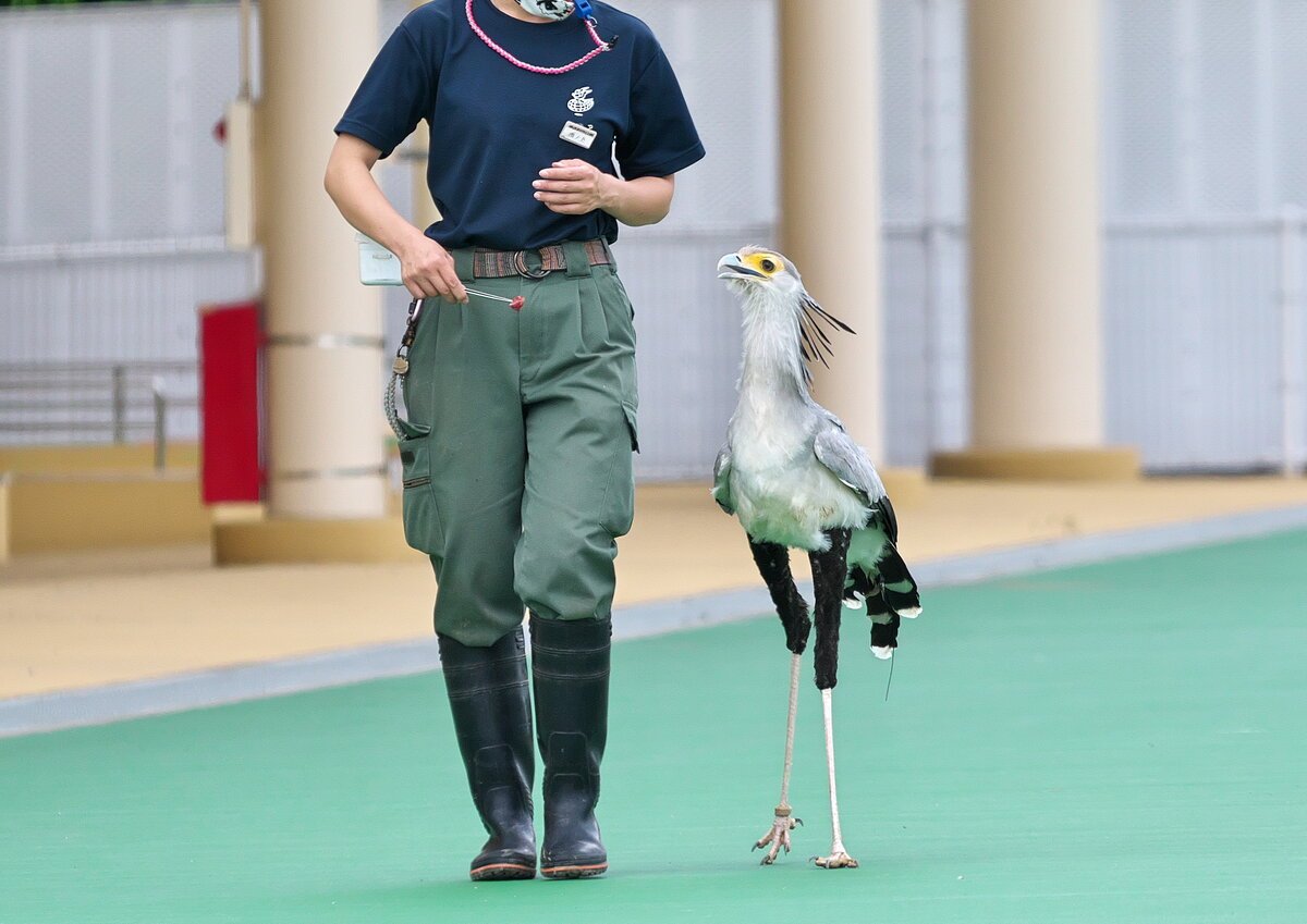 Птица секретарь прикол