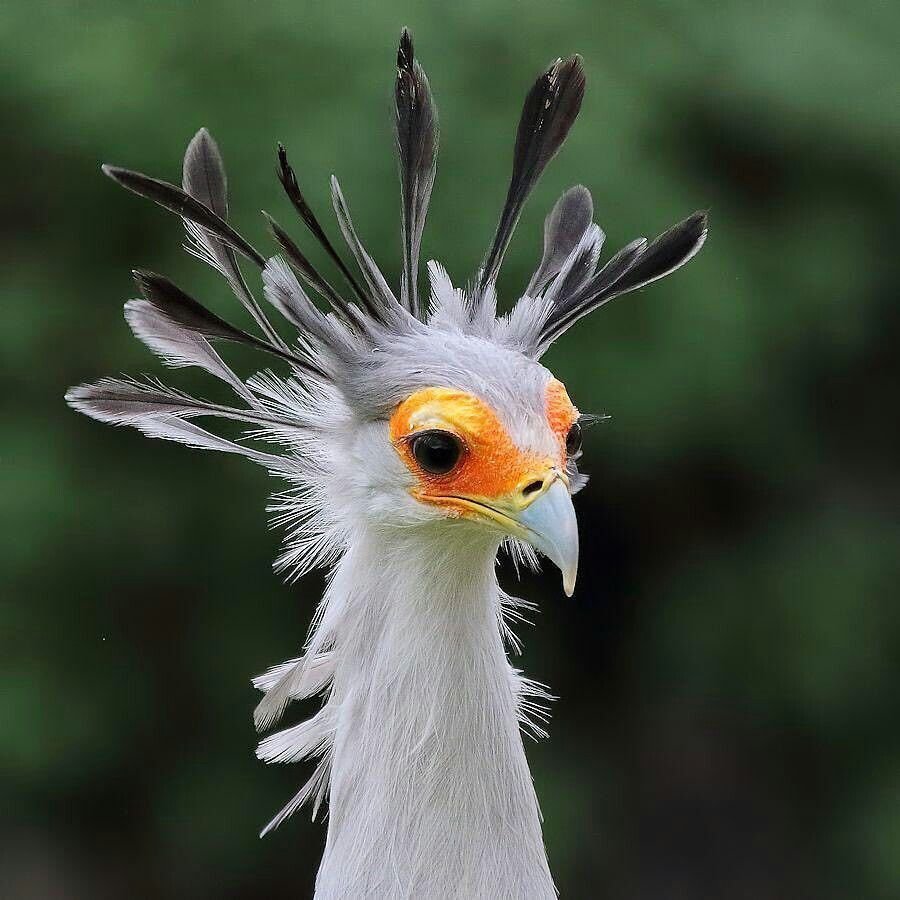 Изящные птицы