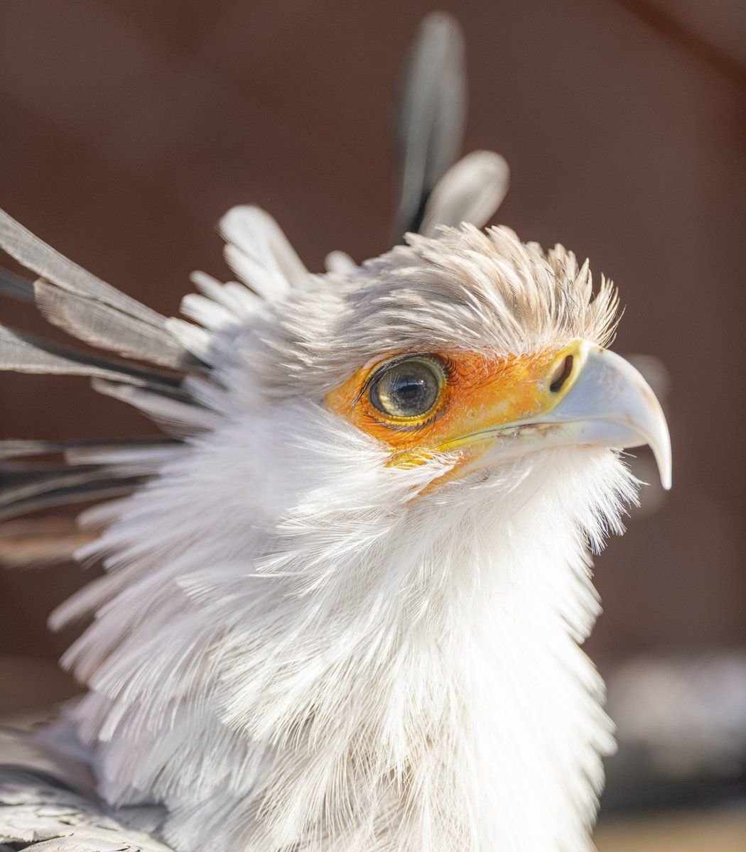 Птица секретарь птенцы