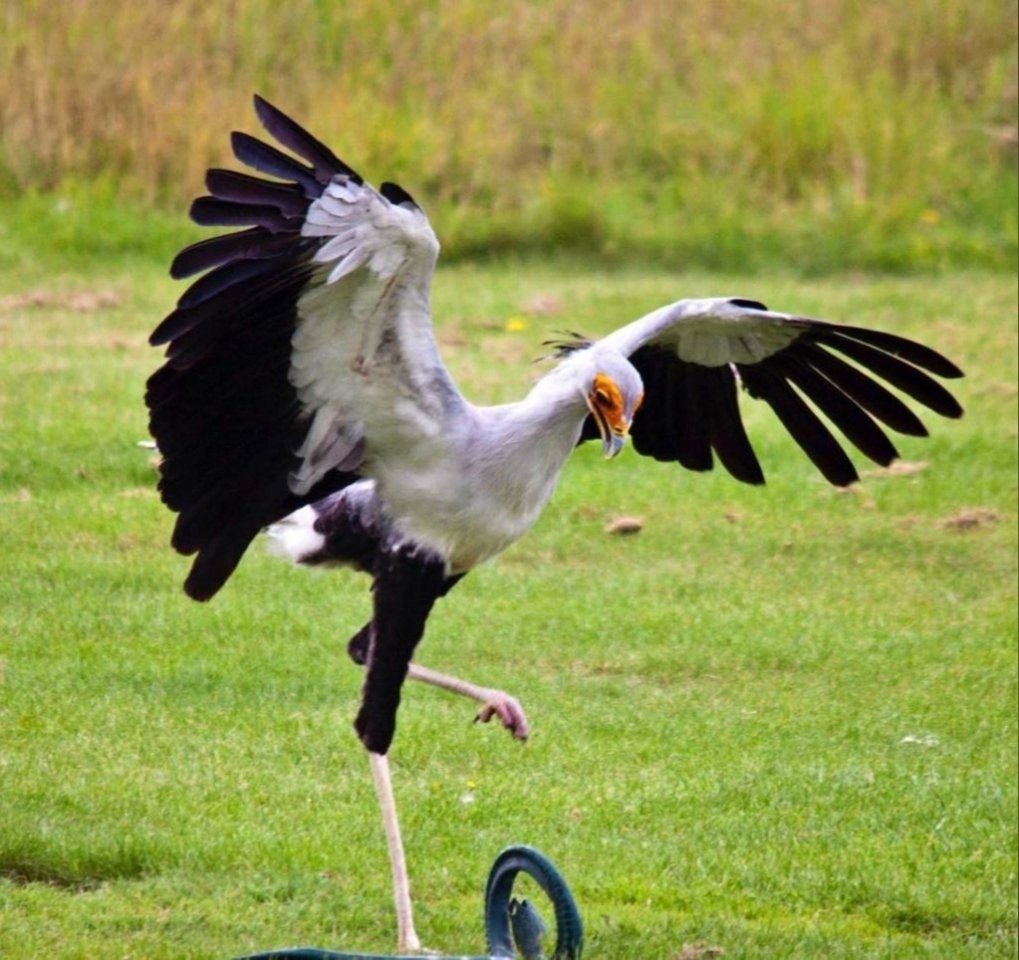 Птица секретарь