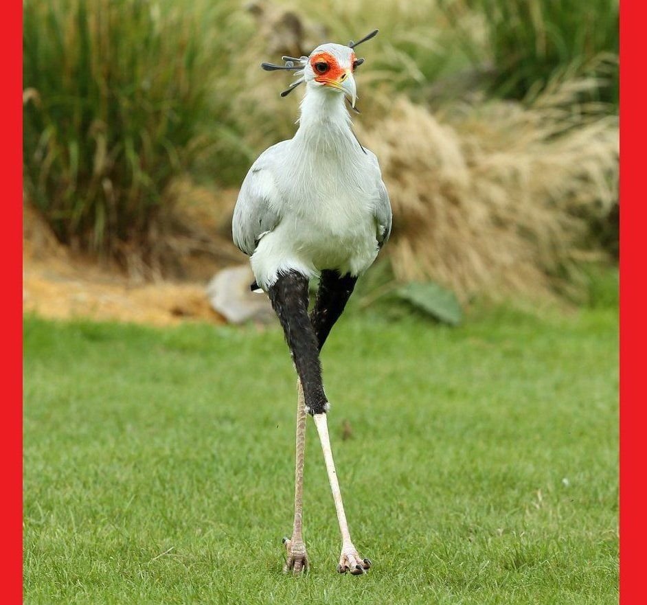 Птица секретарь ареал