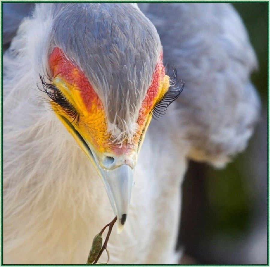 Птица секретарь гнездо