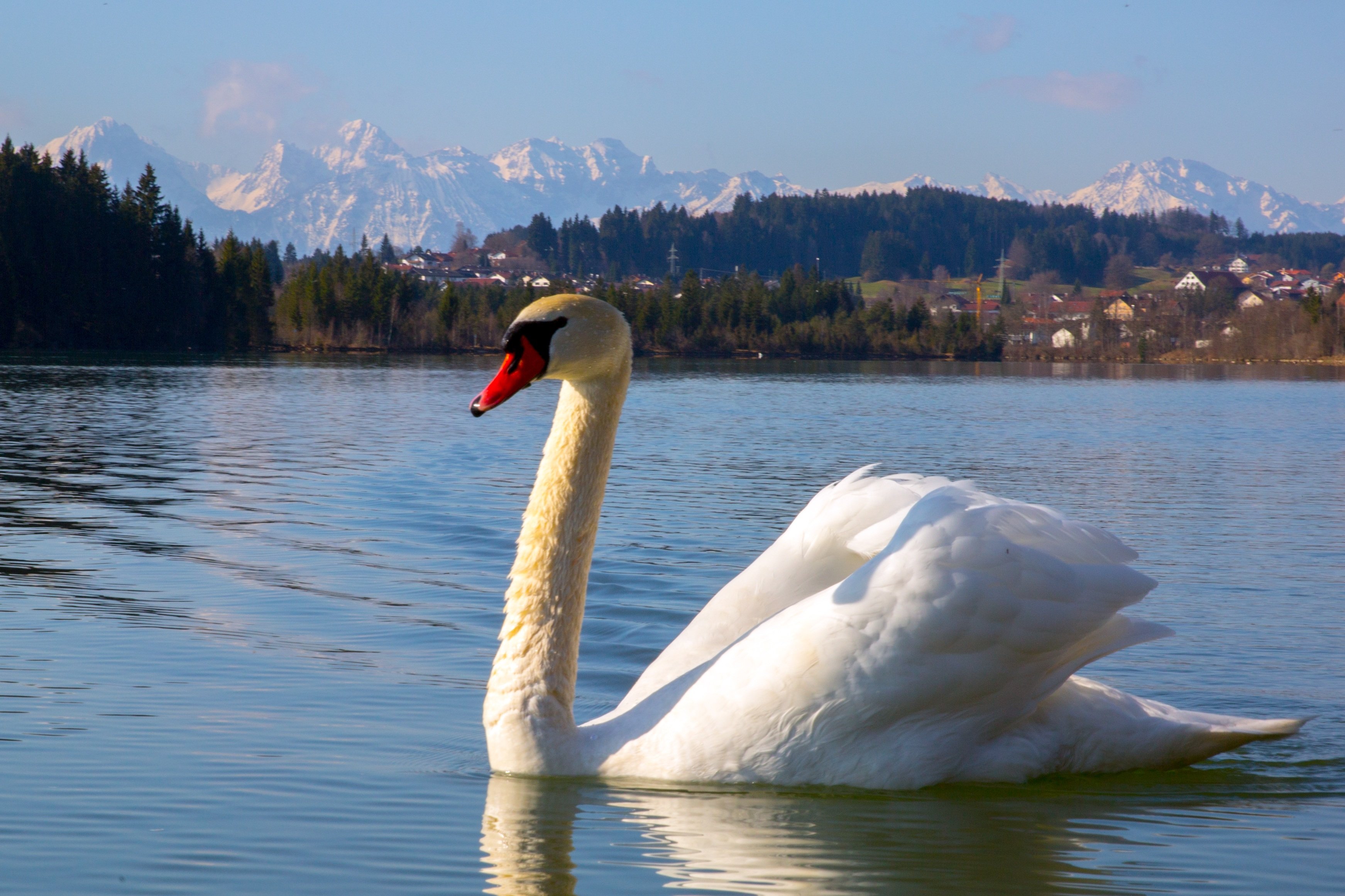 Будет озеро будут лебеди. Белые лебеди на озере. Лебеди (птицы). Лебеди на озере. Лебедь на воде.