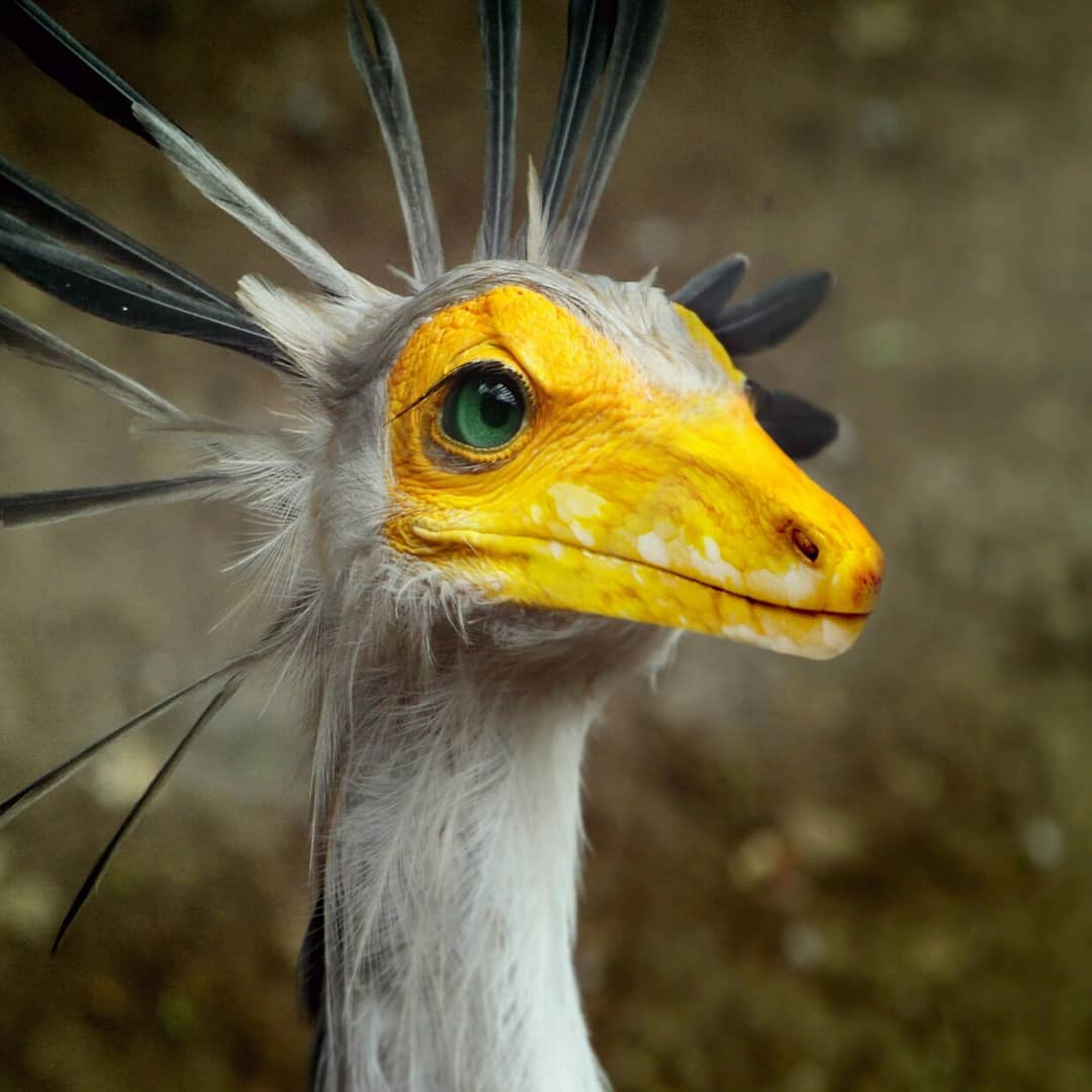 Птица секретарь