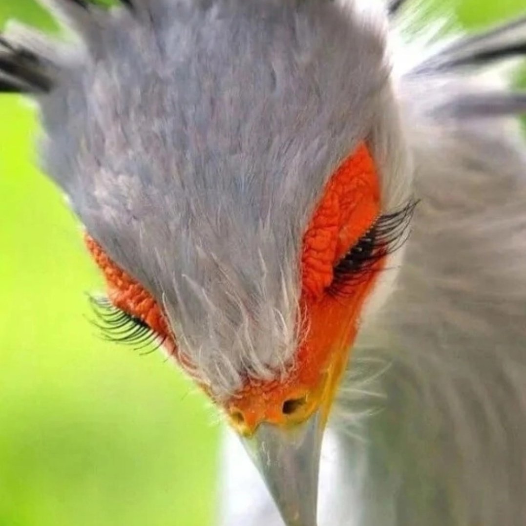 Птица секретарь альбинос