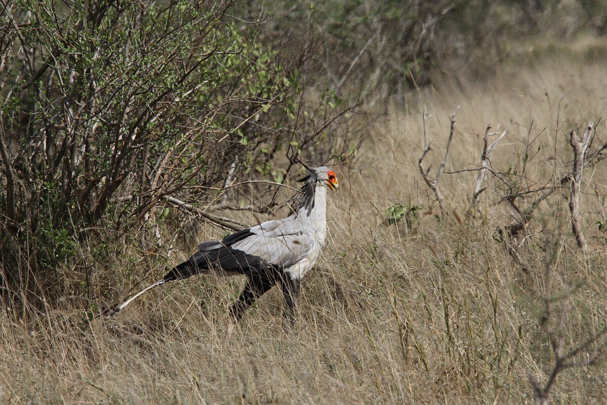Птица секретарь рядом с человеком