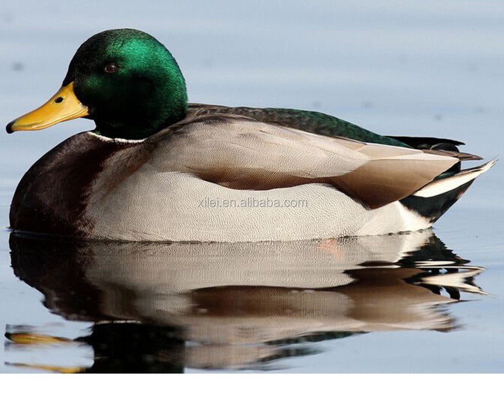 Утка с зеленой головой