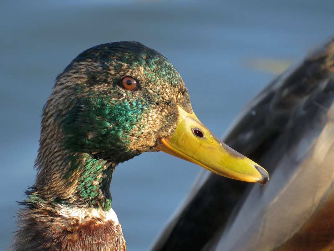 Молодой селезень кряквы