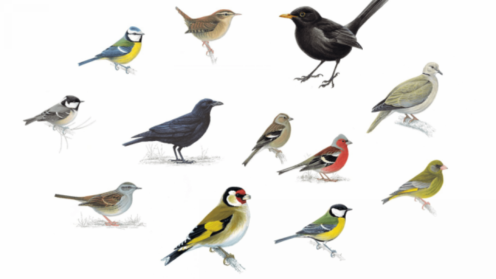 Птичка 3 буквы. Птицы картинки. Разные птицы. Разные виды птиц. Городские птицы.