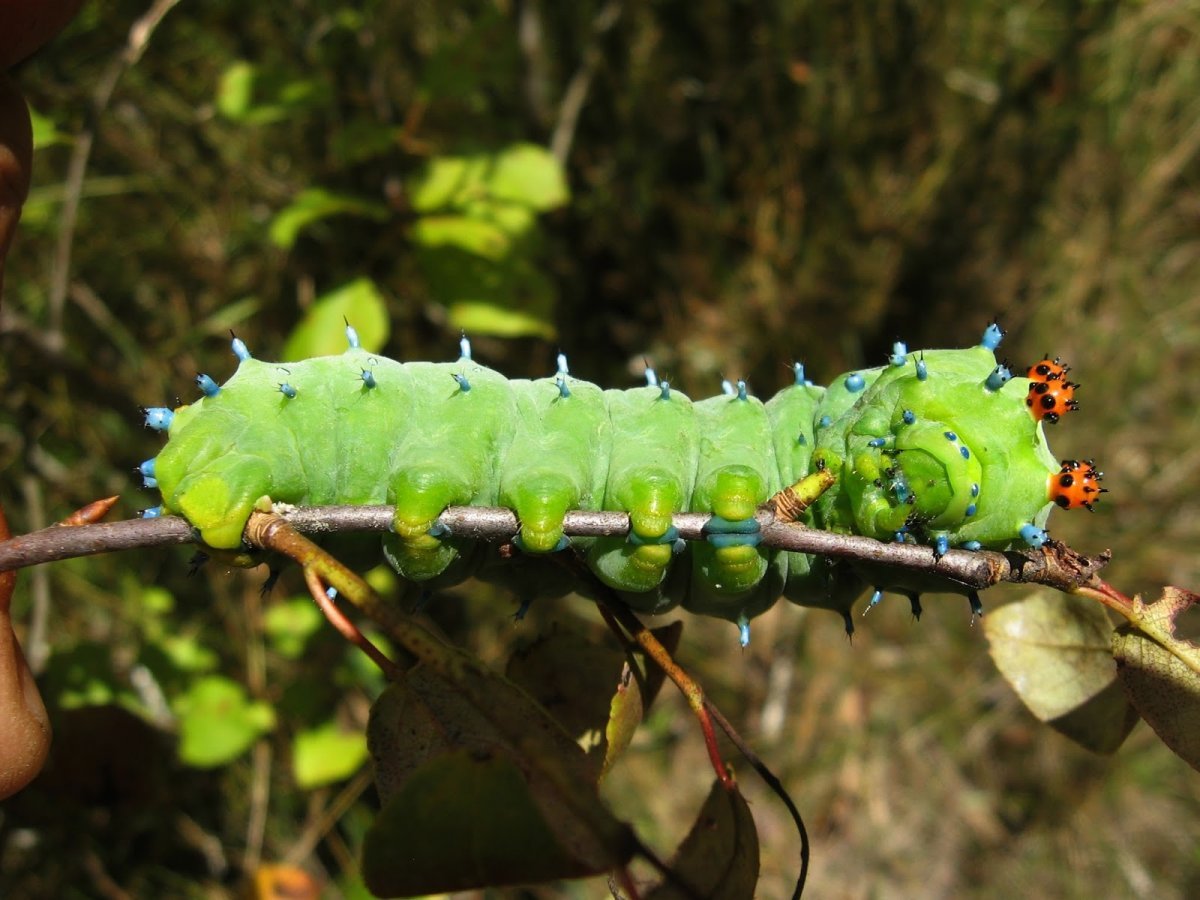Гиалофора кекропия гусеница