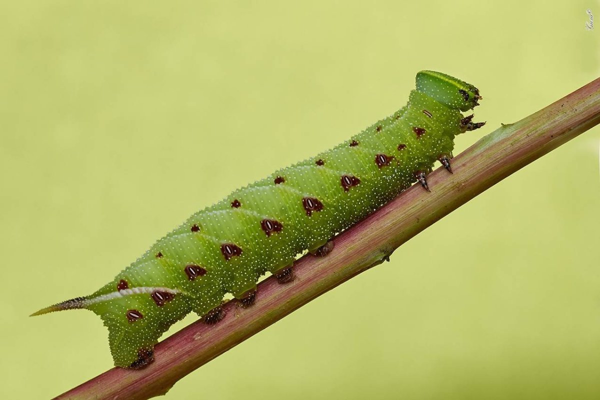 Олеандровый Бражник гусеница