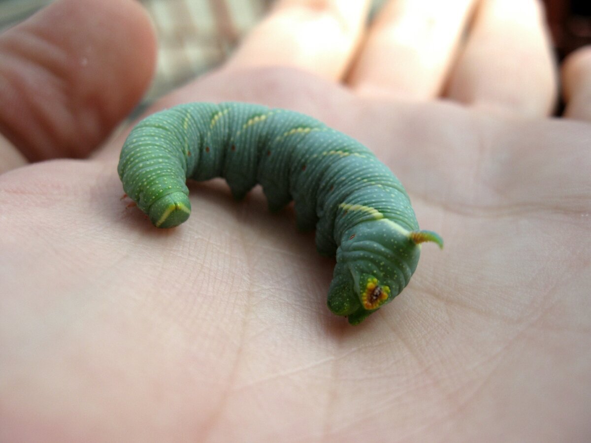 Зеленая гусеница с шипом