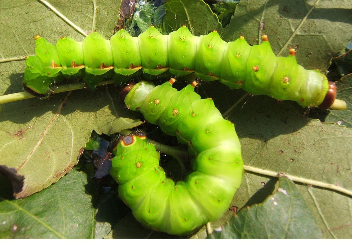 Павлиноглазка Артемида гусеница