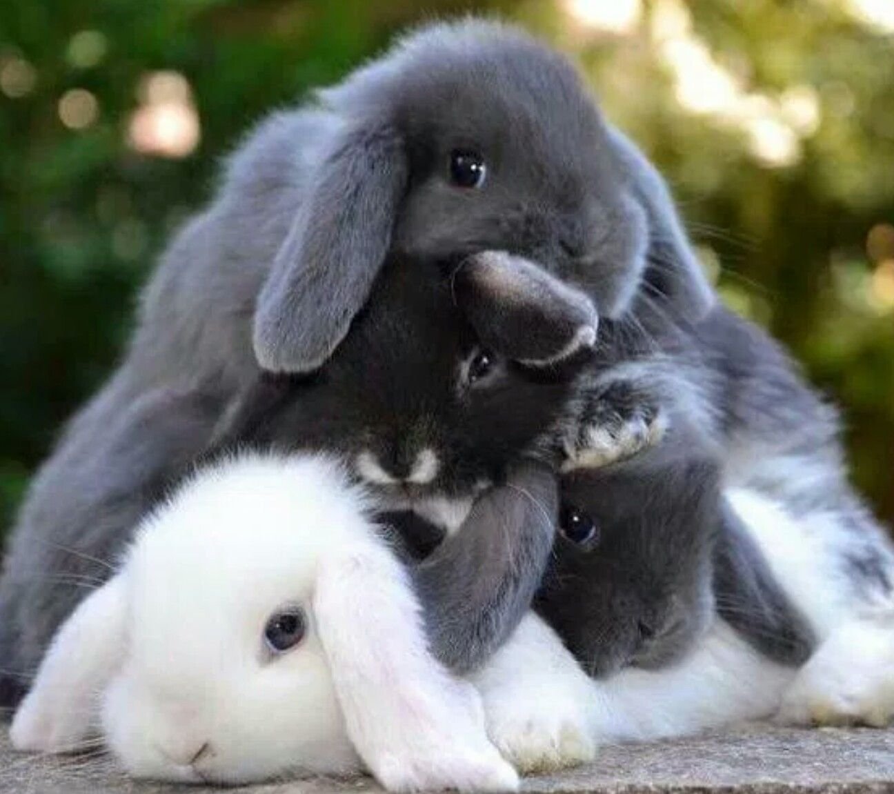 Где сейчас кролики. Mini lop кролик. Милые зайчики. Красивый зайчик. Милый зайчик.