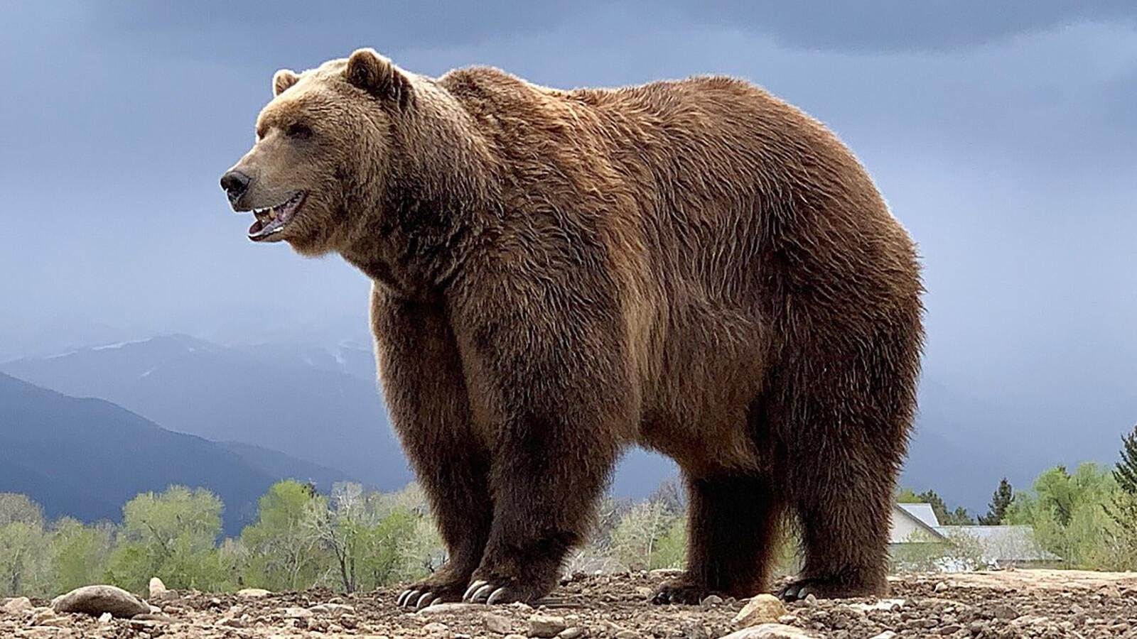 Bears 2 shop. Северная Америка медведь Гризли. Американский медведь Гризли. Медведь грызли американский. Бурый медведь Гризли в Северной Америке.