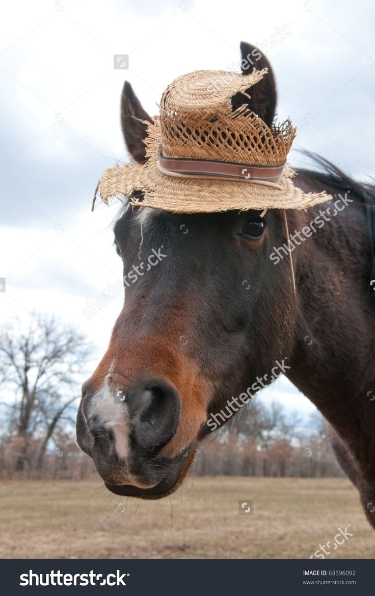 Лошадь в соломенной шляпе