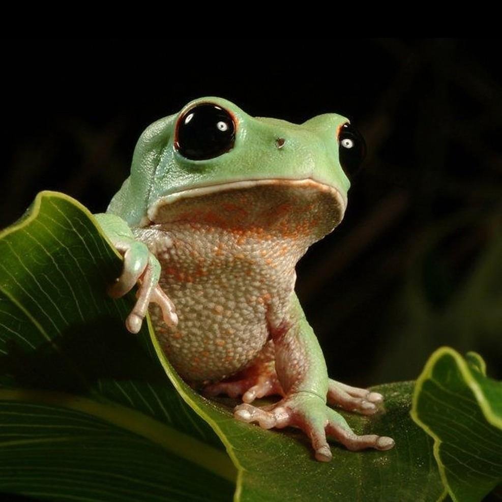 Лягушка с черными глазами