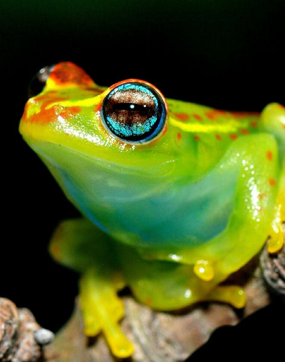 Лягушка микроквакша