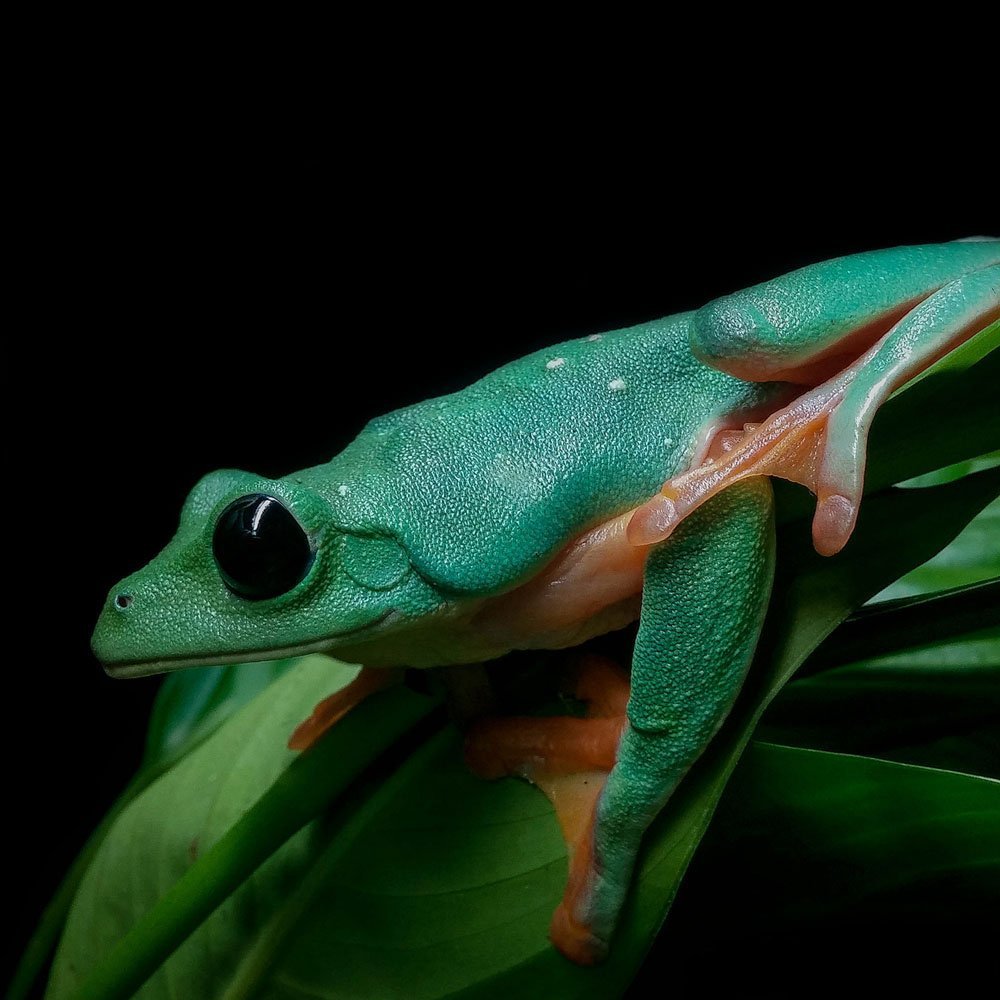 Black eyed Leaf Frog