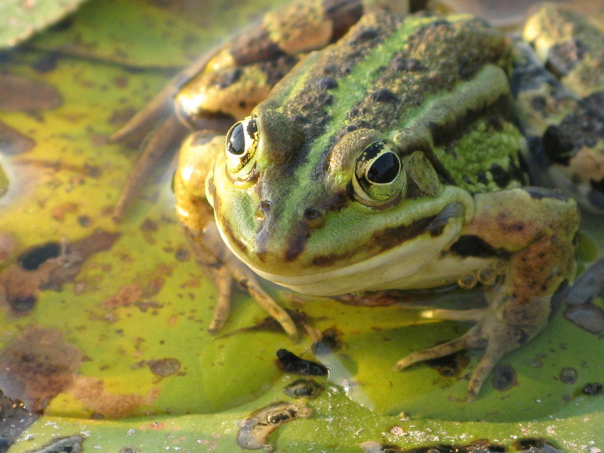Лягушка милая фото Эстетика