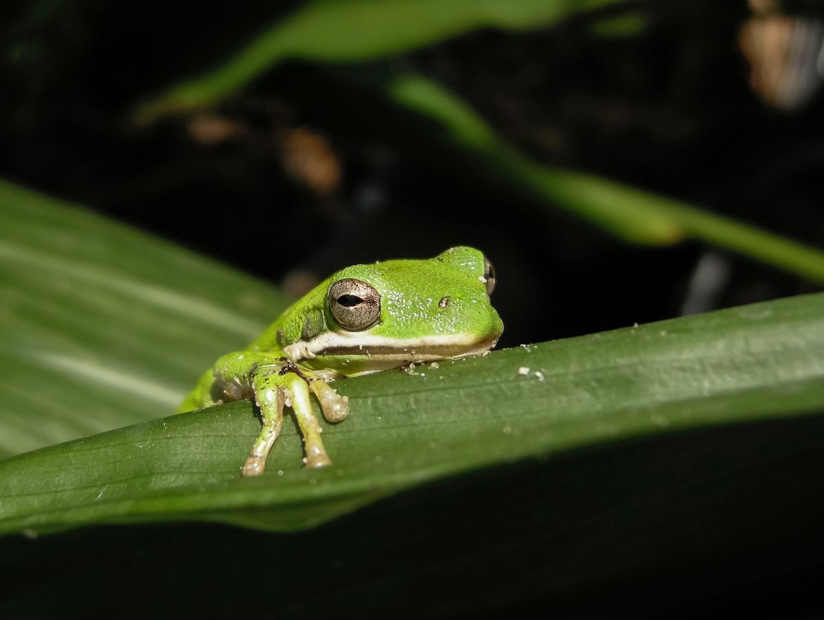 Amazon Venomous Frogs