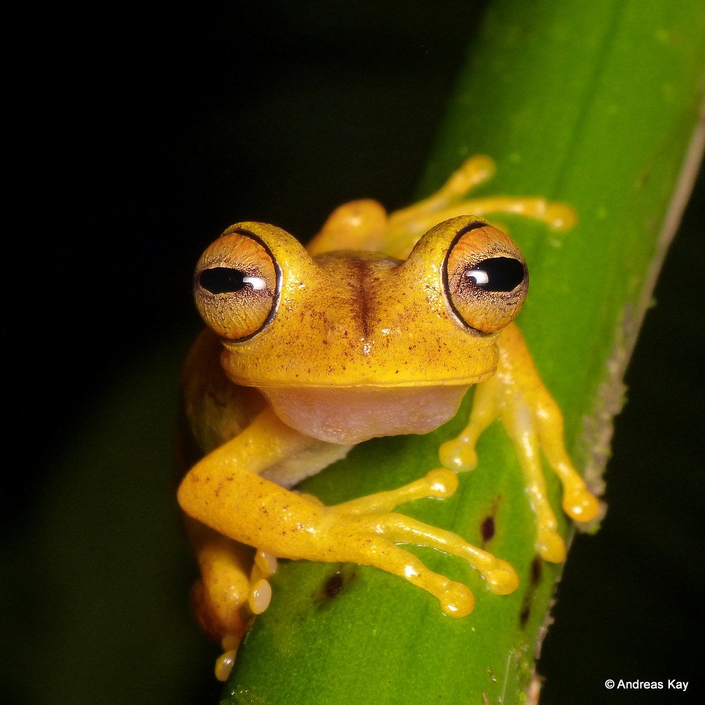 Селфи лягушонка