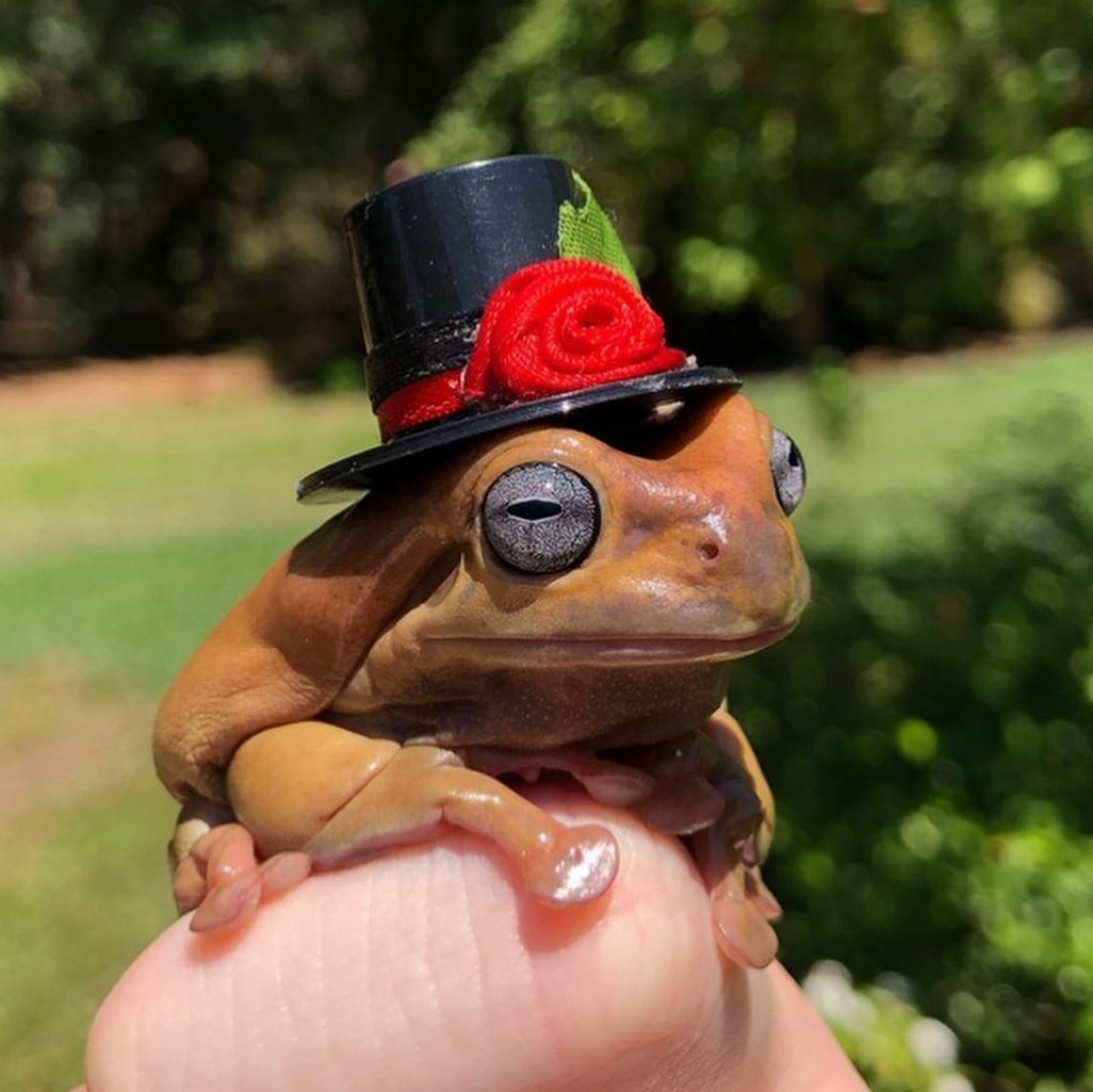 Жабка в шляпке