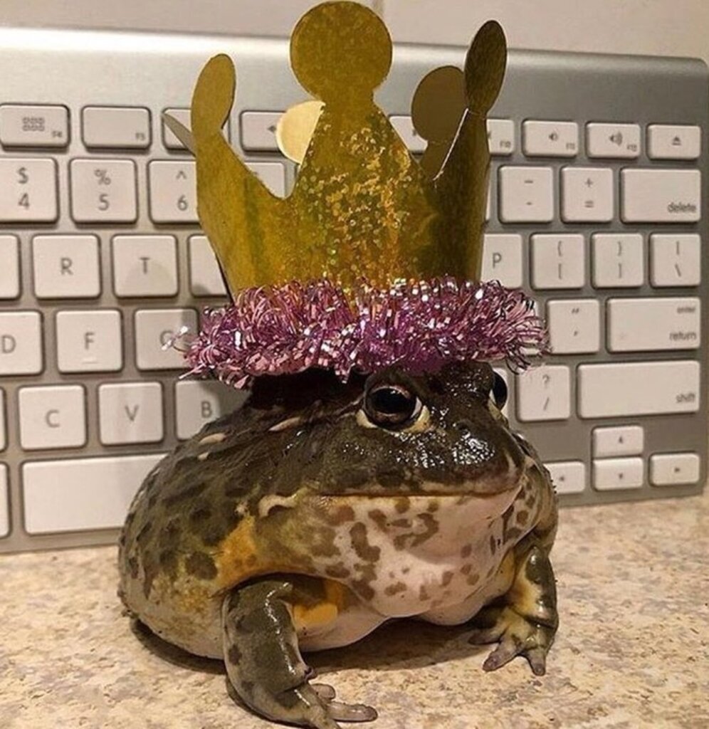 Лягушка в праздничном колпаке