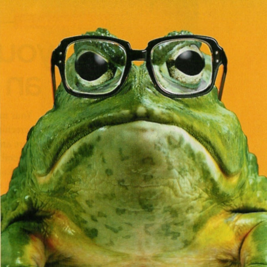 Жаба очкастая