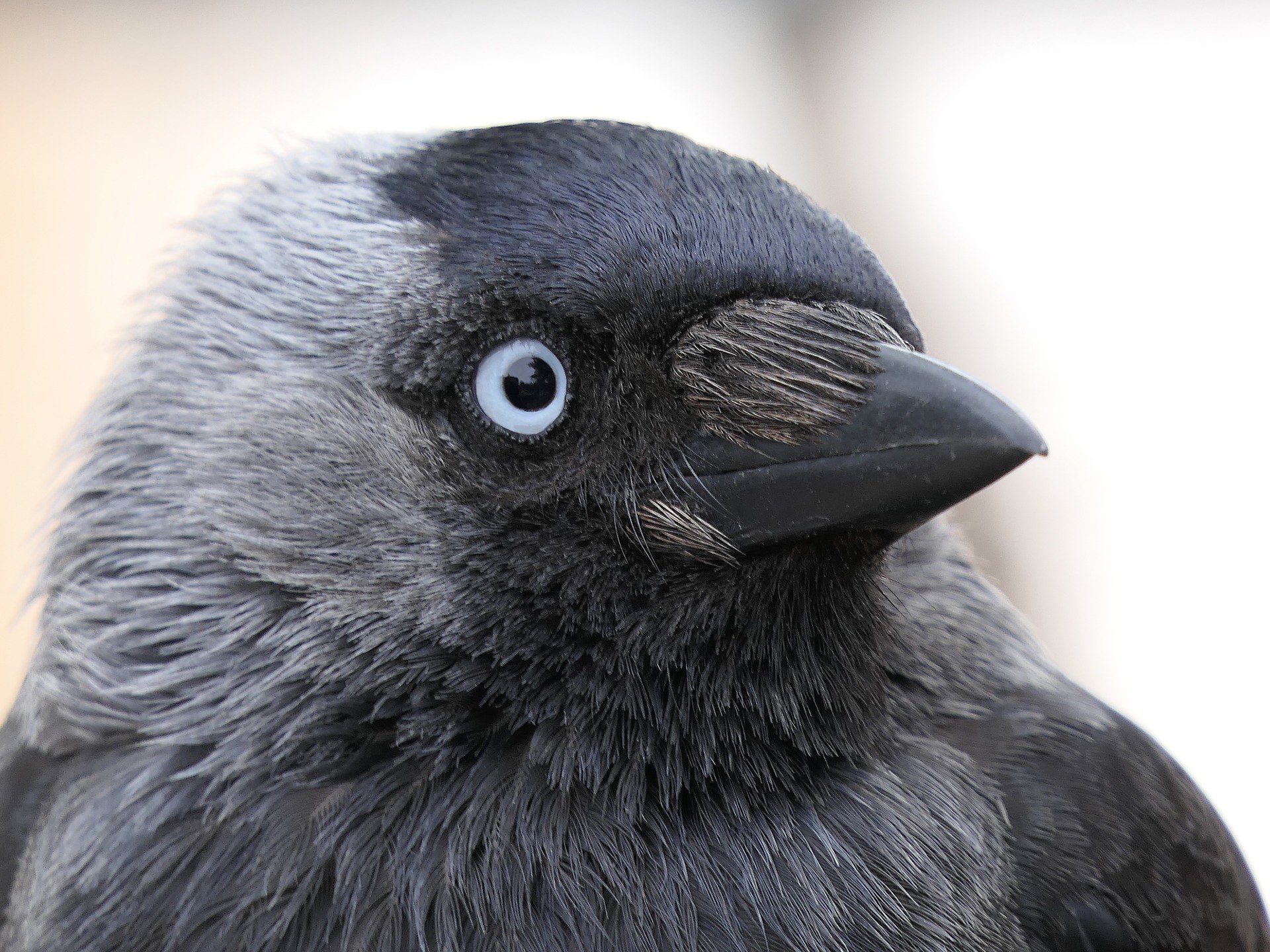 Птица с черным глазом. Галка птица. Галка черная птица. Серая Галка птица. Галчонок птица.
