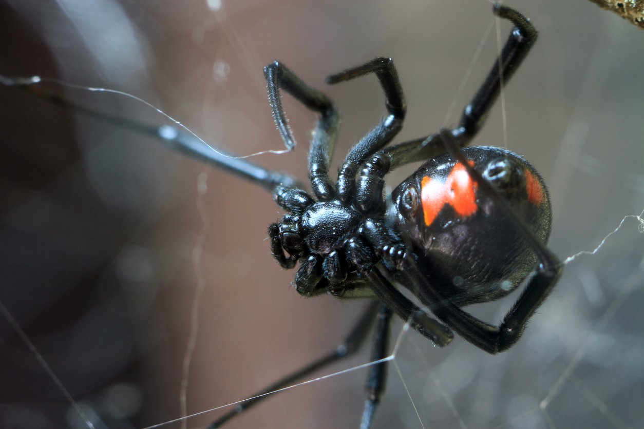 Madagascan Black Widow Spider. Black Widow Spider Jawelin. Skin after Black Widow Spider bite. Ложная вдова