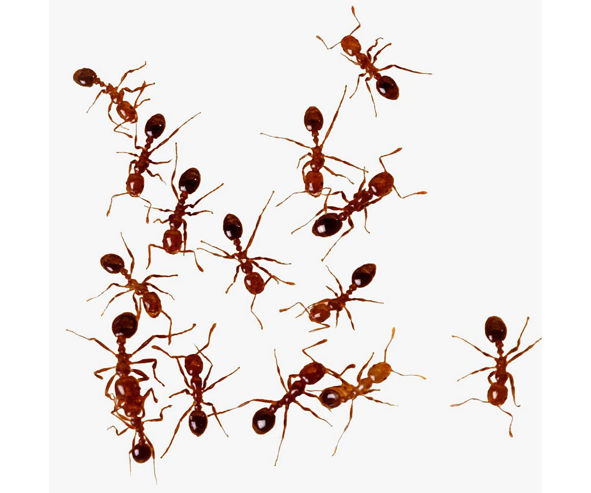 Несмотря на муравьиную склонность. Касты муравьев жнецов. Муравьи Messor structor самец. Муравьиная ферма с муравьями жнецами. Куча муравьев.