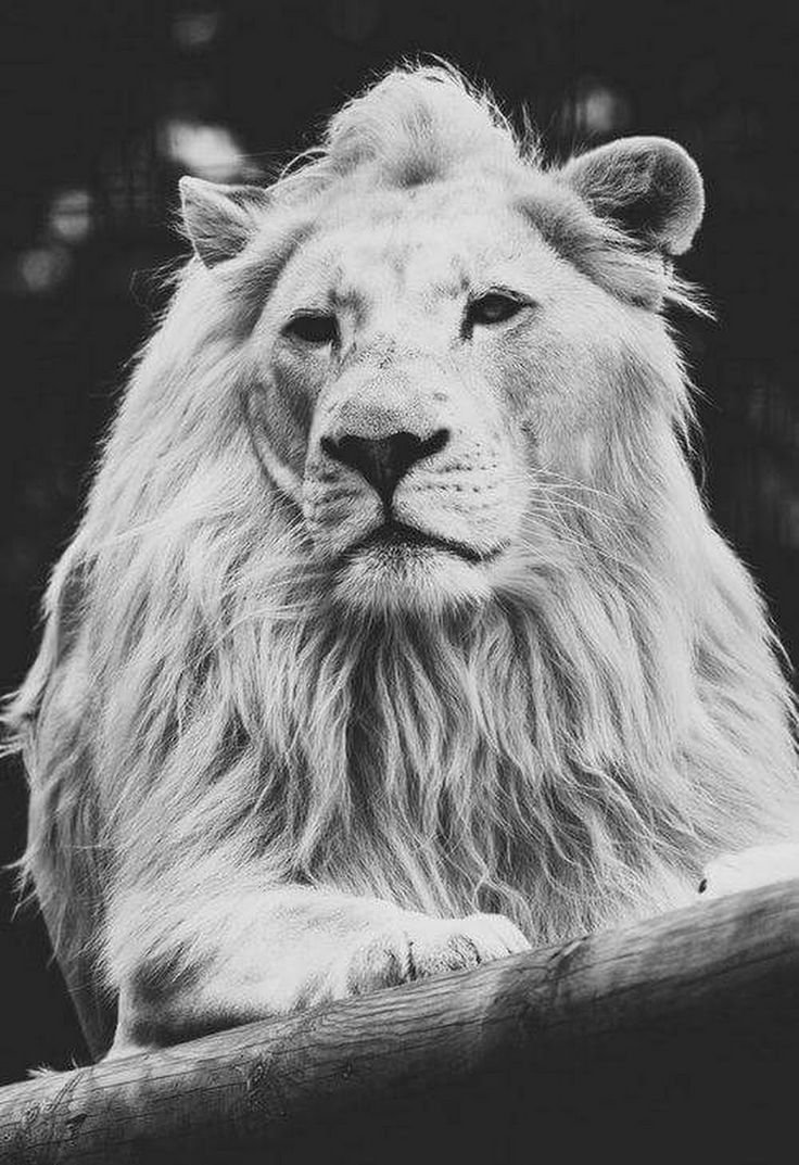 Лев фото