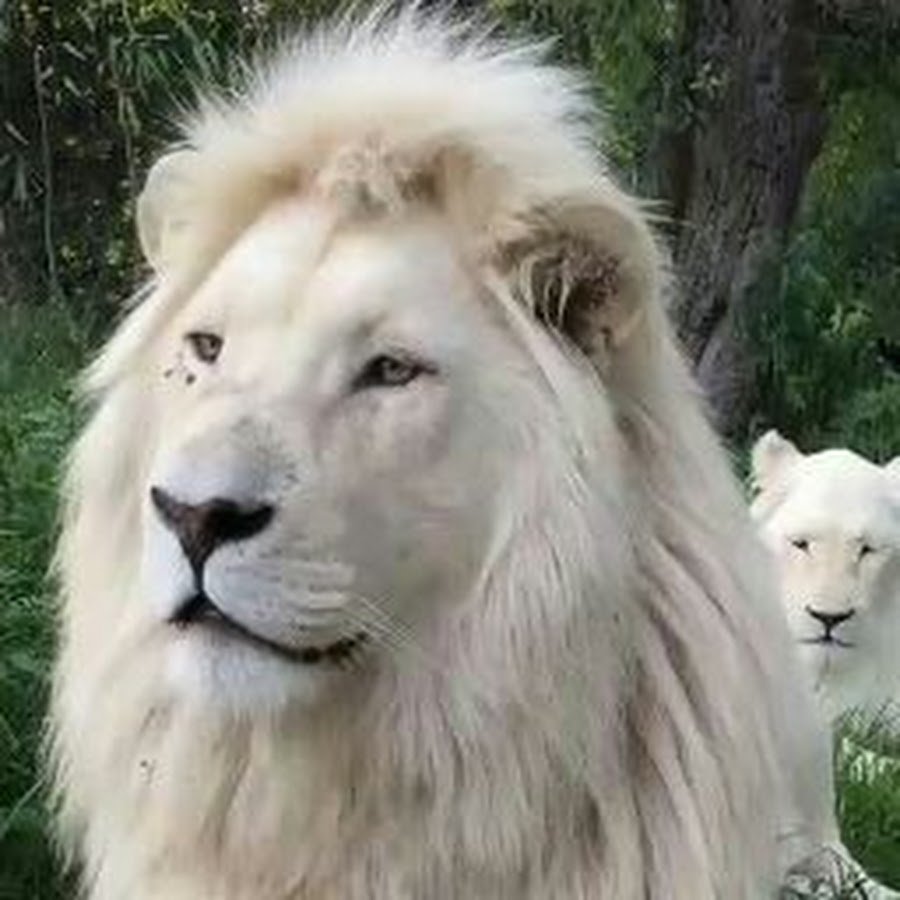 Корова альбинос