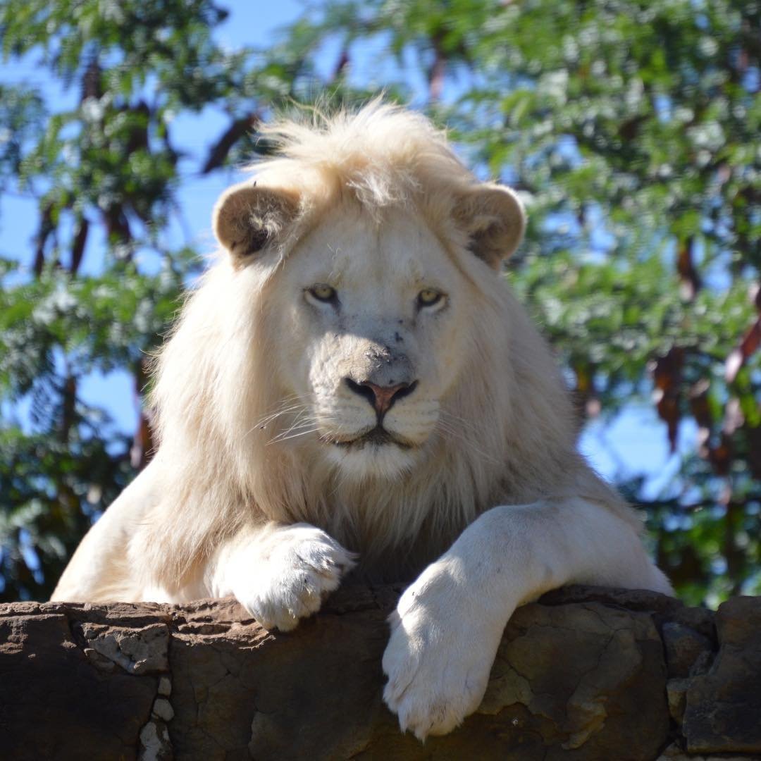 Белый Лев фото в природе