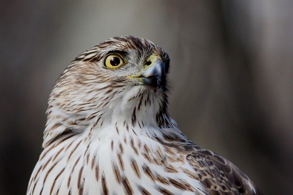 Красивый ястреб