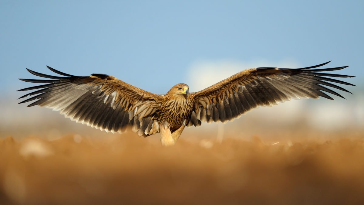 Русский Орел в небе
