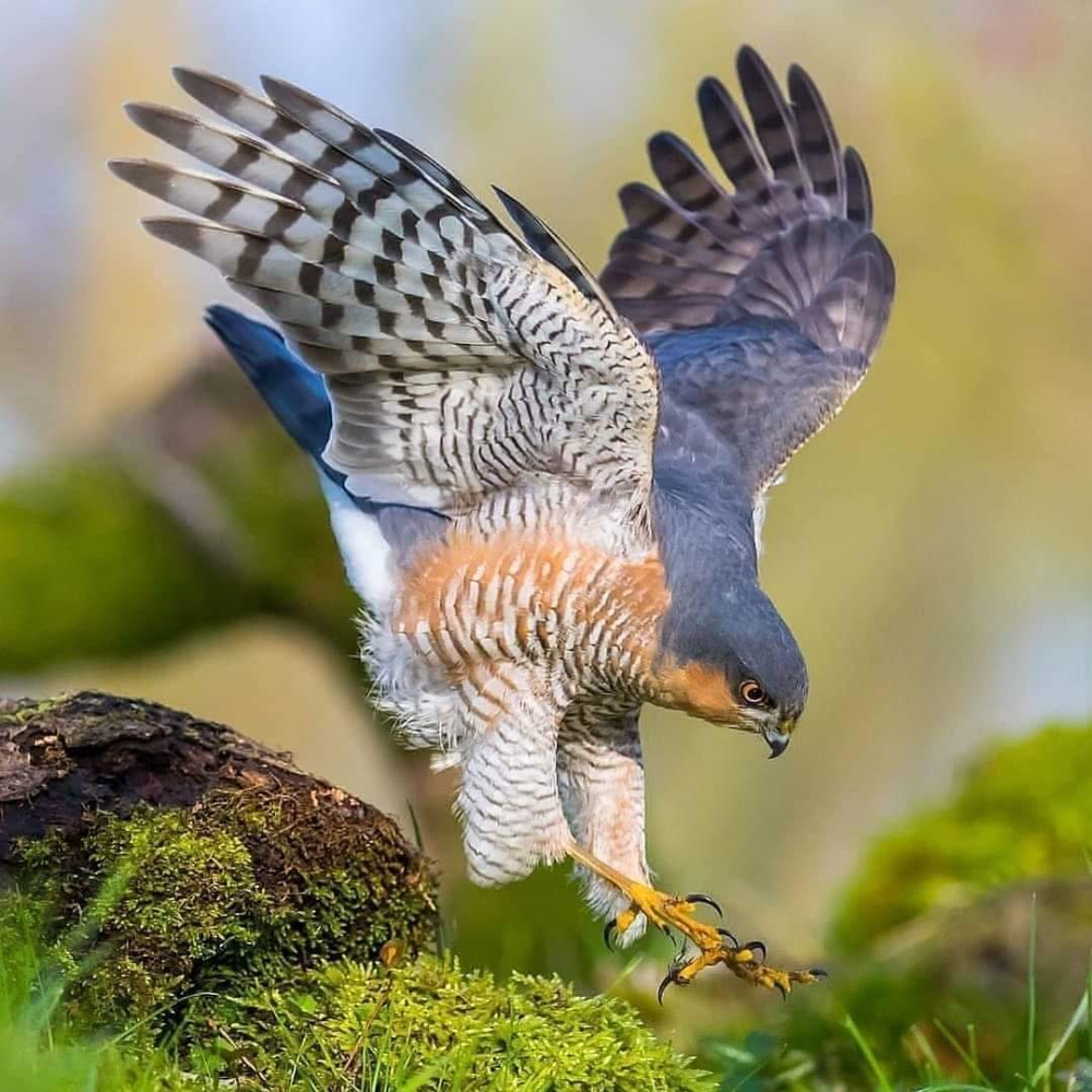 Коршун тетеревятник