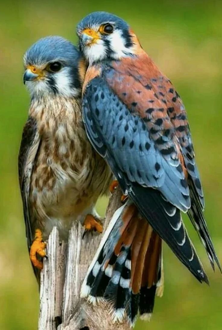 Сокол пустельга обыкновенная