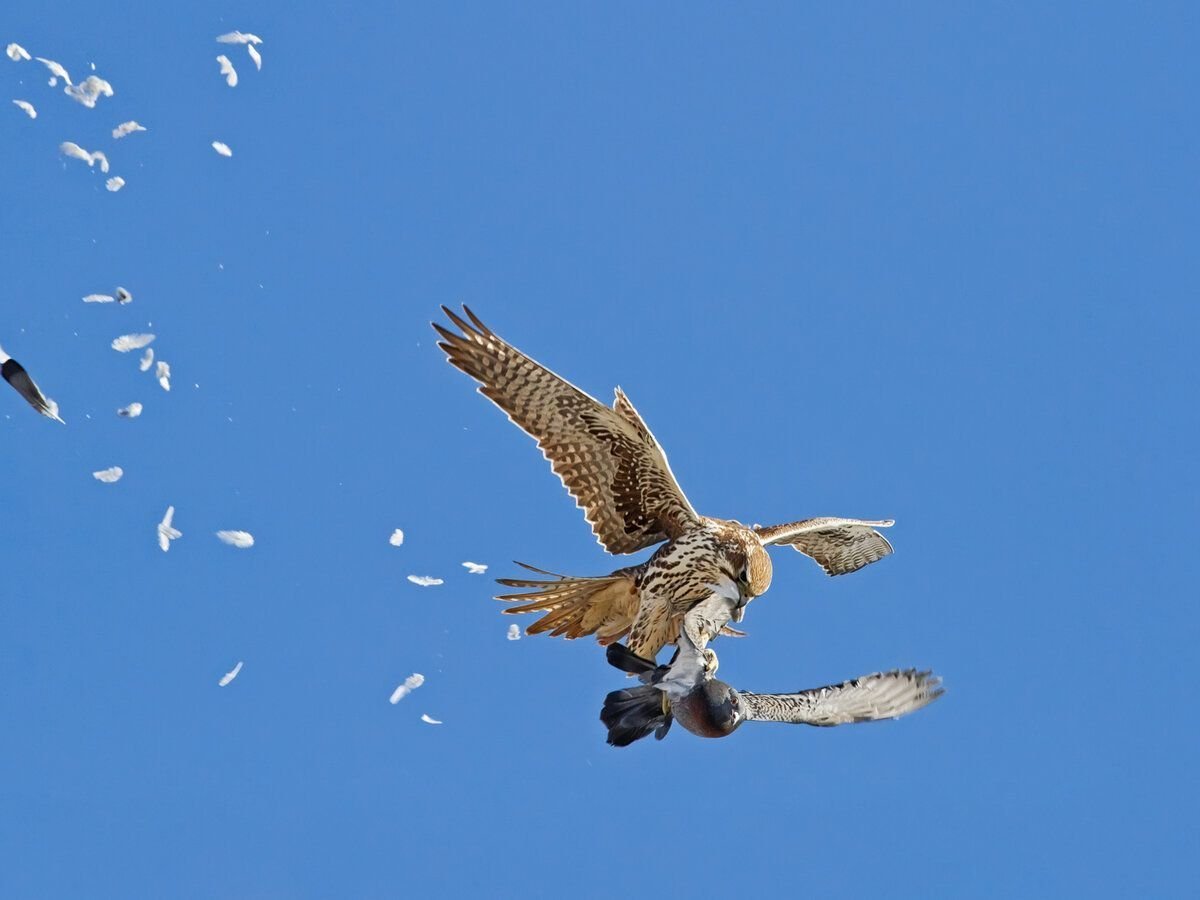 Сокол Сапсан атакует