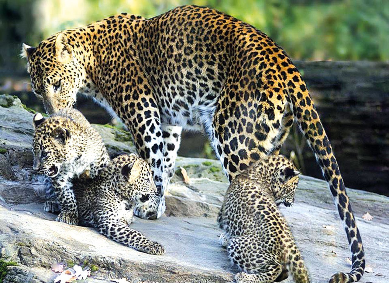 Размножение хищников. Дальневосточный леопард Детеныши. Дальневосточный леопард самка. Дальневосточный леопард размножение. Цейлонский леопард.