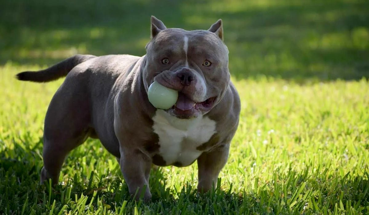 Порода собак покет булли