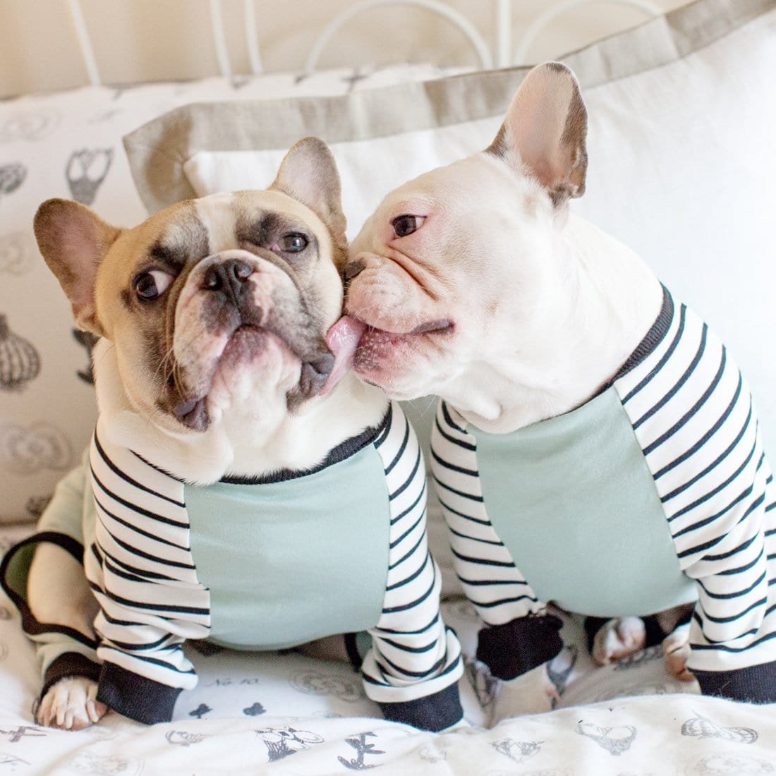 Пижама для Франц бульдогов