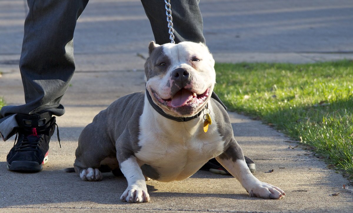 Американский бульдог у басты