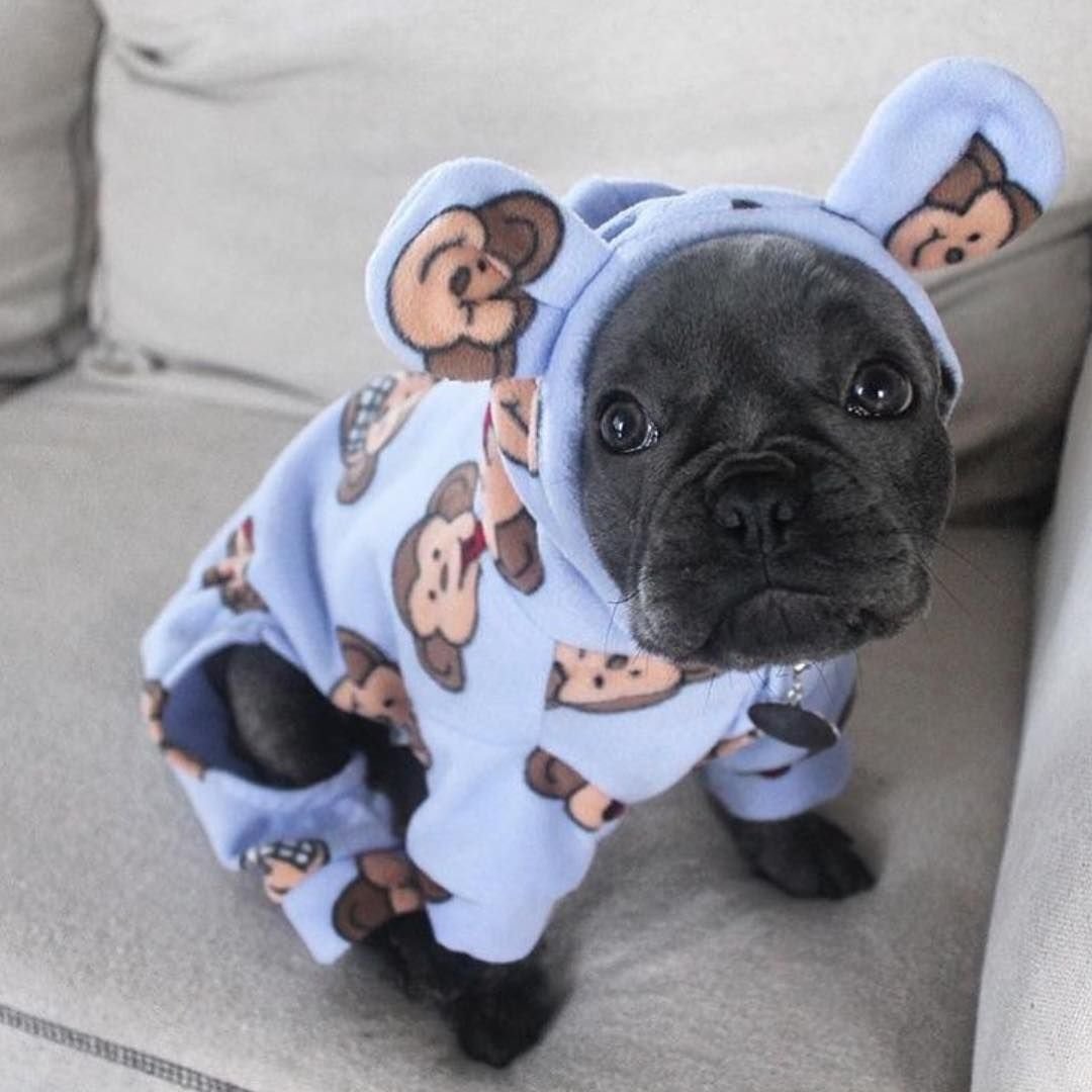 Одежда для французского бульдога