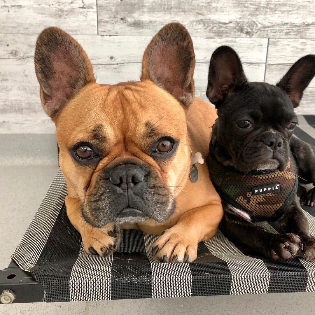 Французский бульдог вес