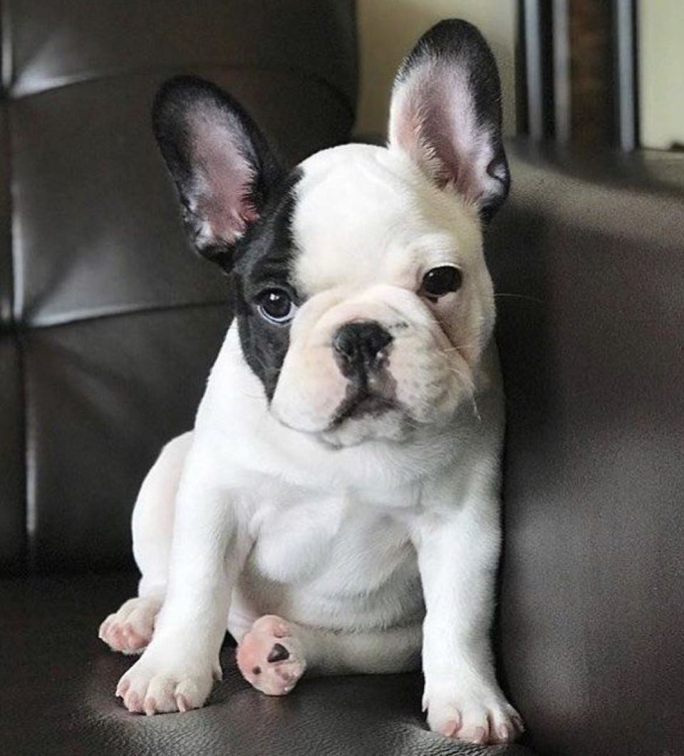 Французский бульдог мини белый