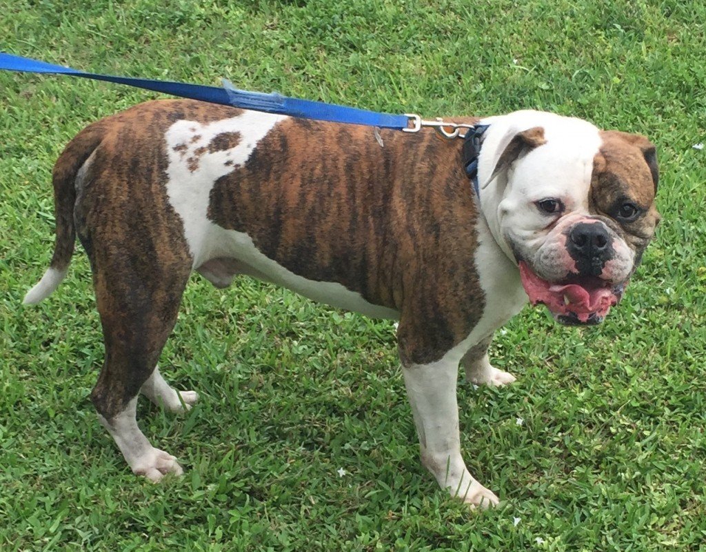 Американский бульдог рыжий