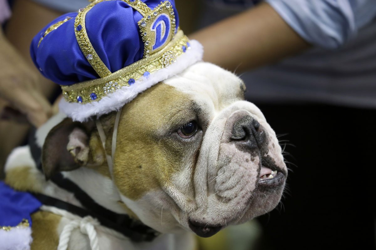 Бульдог президента Финляндии